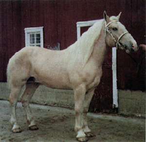 American Cream Draught Horse