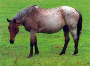 Brumby Horse