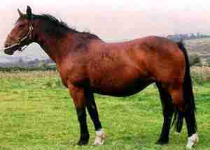 Irish Draught Horse