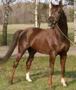 Trakehner Horse