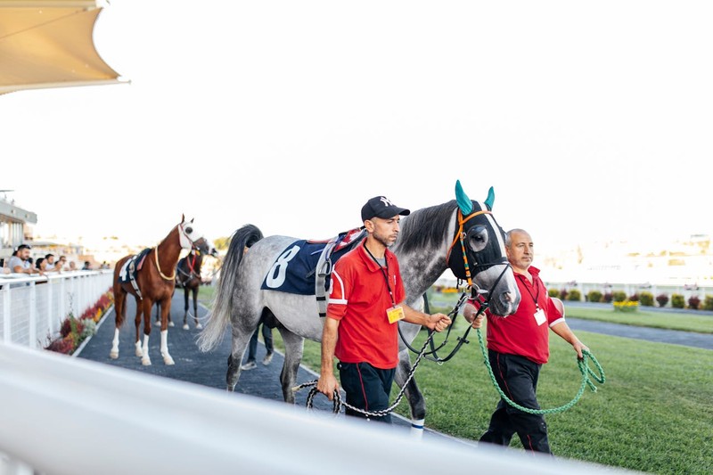 Grey Horse in Parade Ring