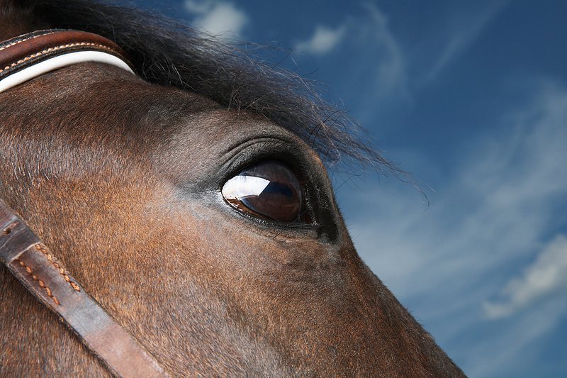 Horse Close Up Against Blue Sky