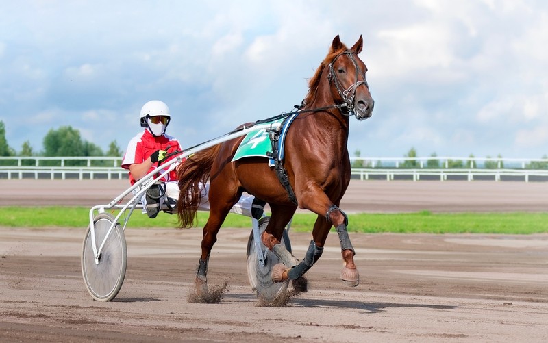 Horse Number 4 in Harness Race