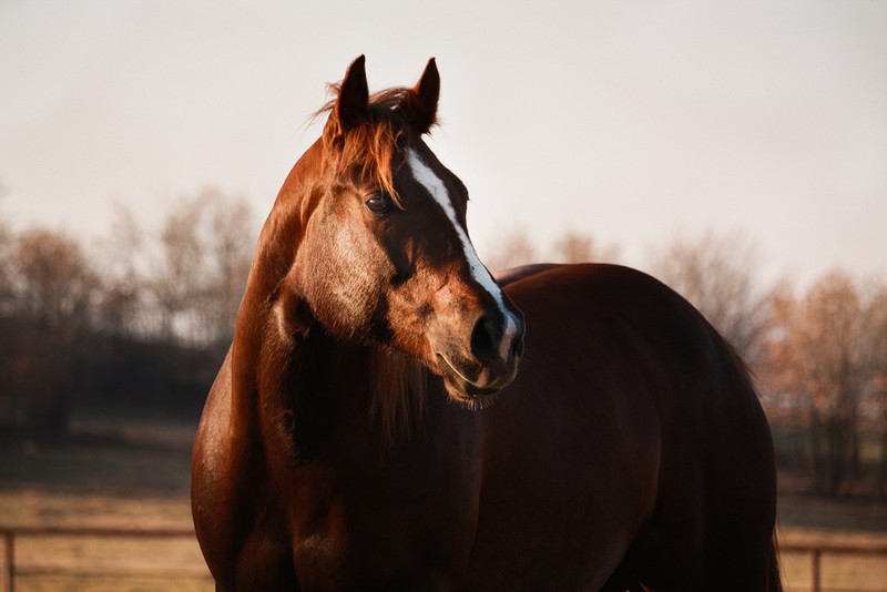 Sorrel Quarter Horse