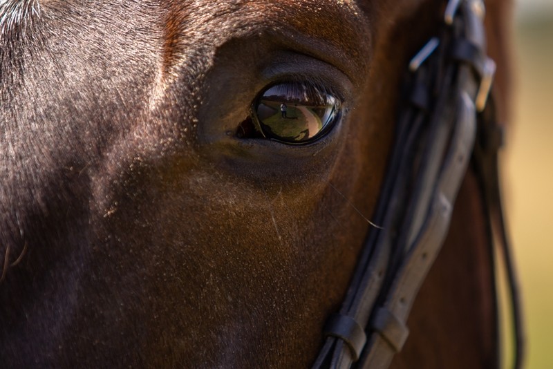 Death of a Racing Legend: Four-Time Irish St Leger Winner Passes Away at 27