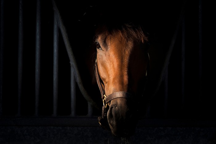 Top 5 Legendary Horses That Made Horse Racing History