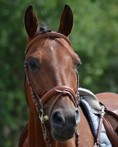 Front View of Bay Coloured Horse