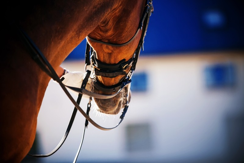 Horse Guided by Bridle