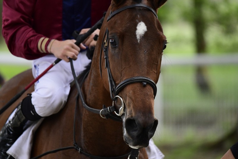 York Restores Faith in British Horse Racing Amid Tax Threats