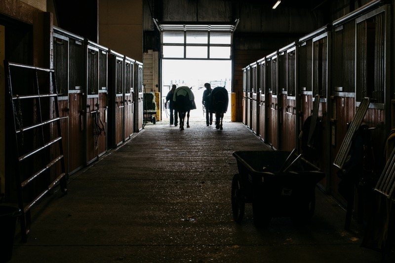 Two Horses Led Out of Stables