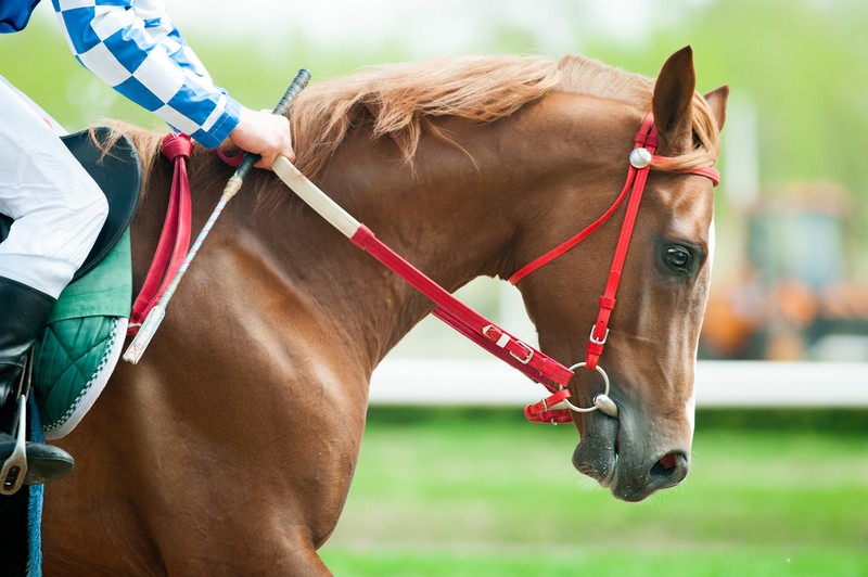 Chestnut Horse with Red Reins