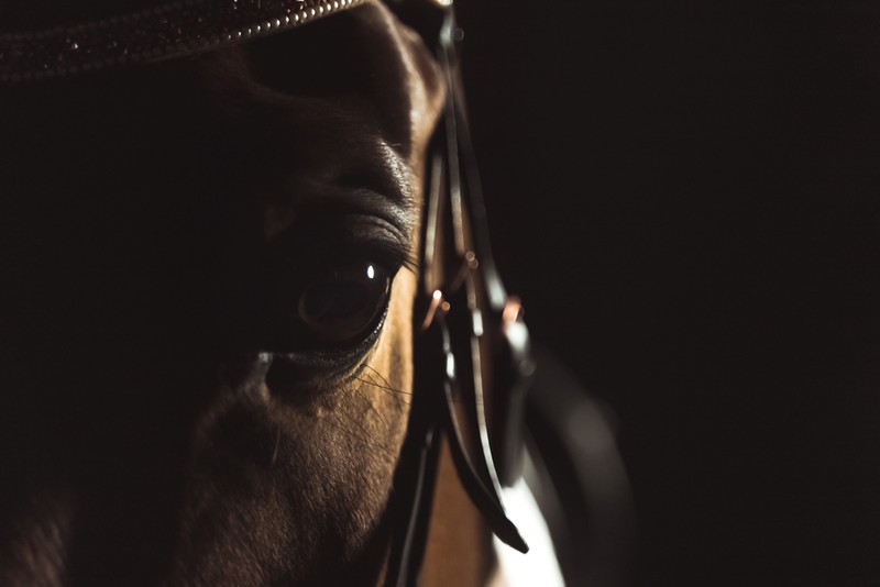 Eye of Racehorse Against Dark Background
