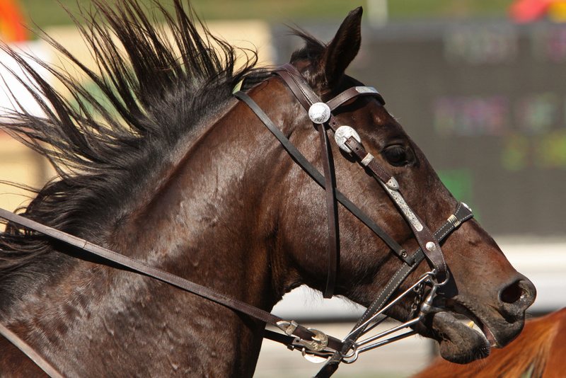 Horse Profile Close Up During Race
