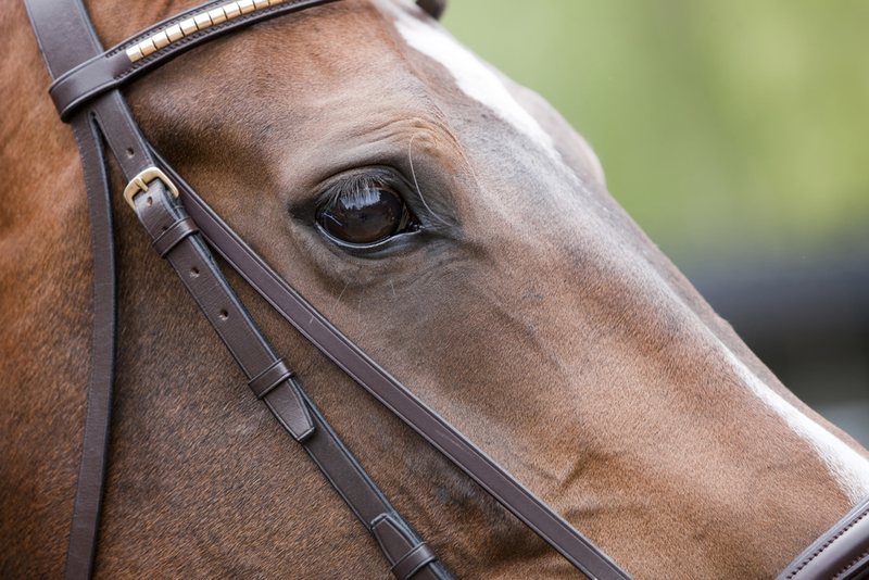 Dewhurst Stakes: Godolphin and Coolmore Do Battle at Newmarket