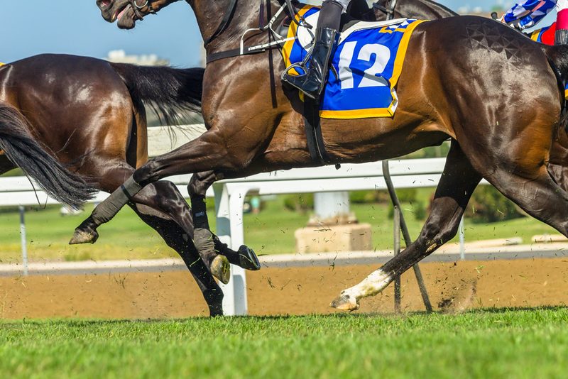 Legs of Galloping Horses During Race