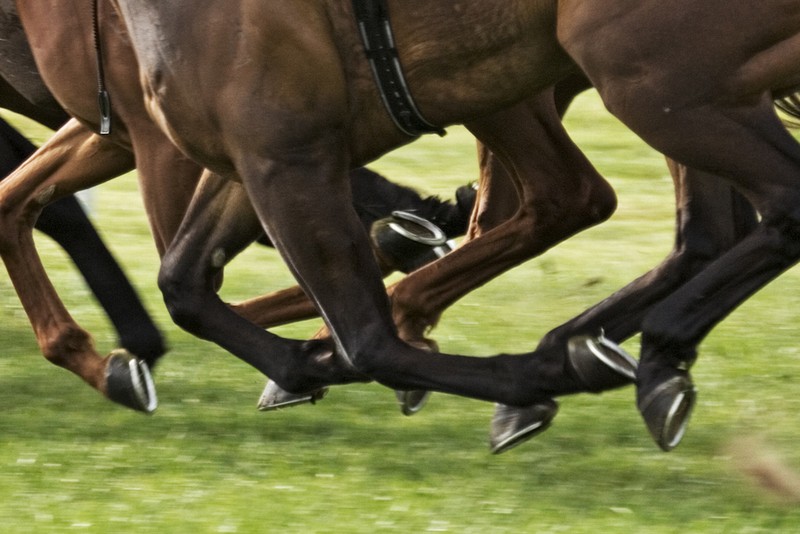 Legs of Galloping Horses in Race