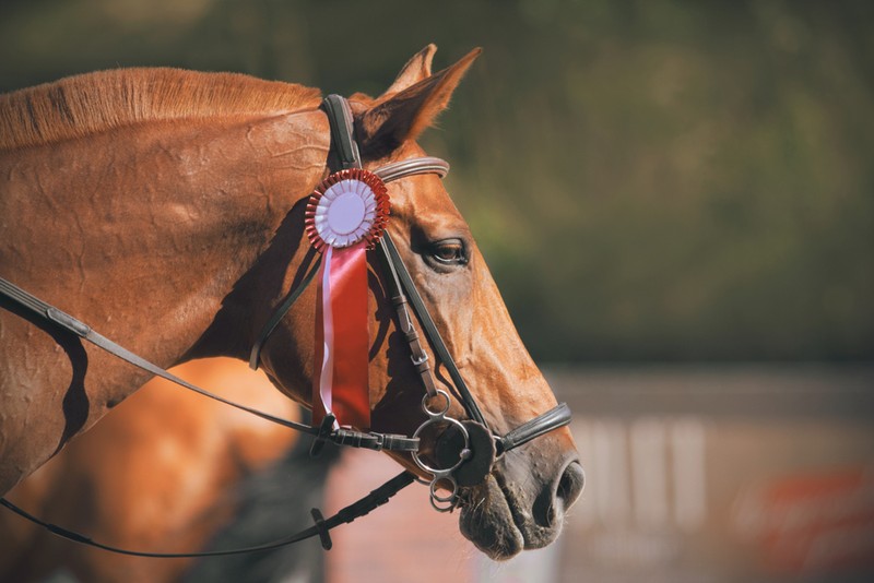 Profile of Horse with Red Rosette