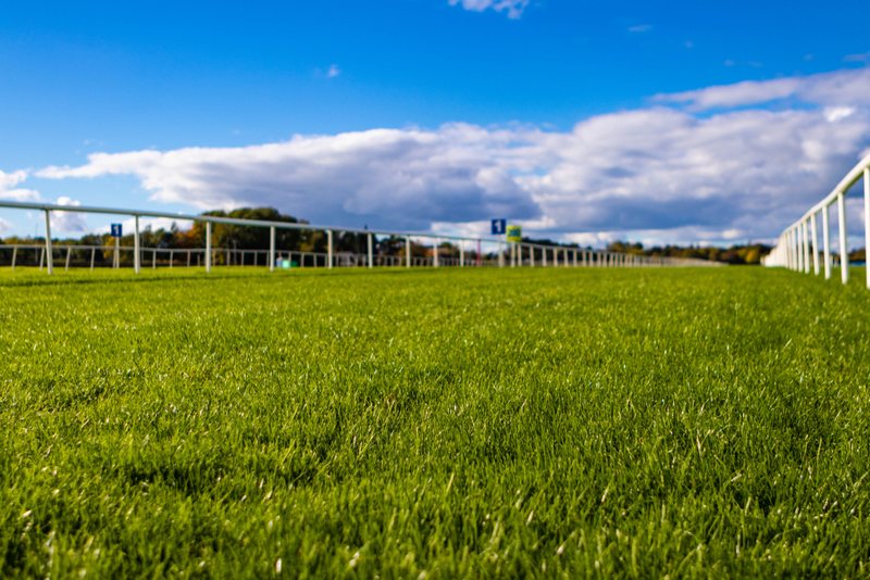Racecourse from Ground Level on Sunny Day