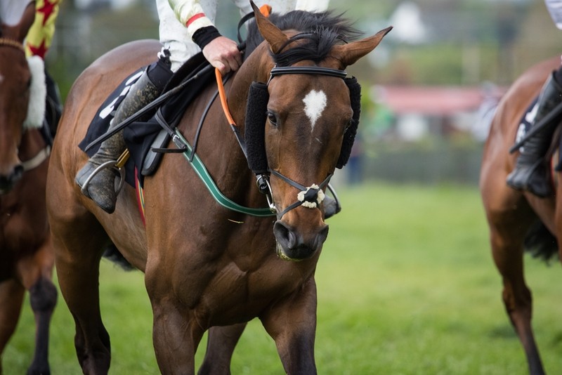 Three Horses with Jockeys Before Race