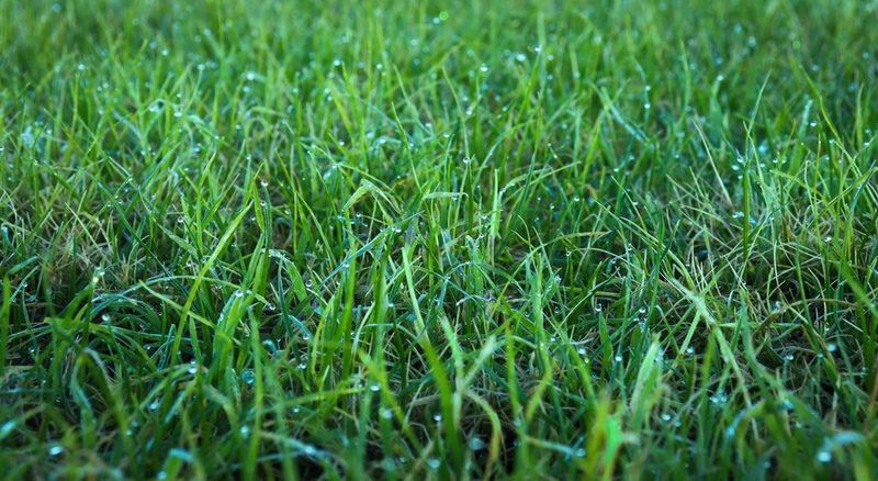 Damp Grass Close Up