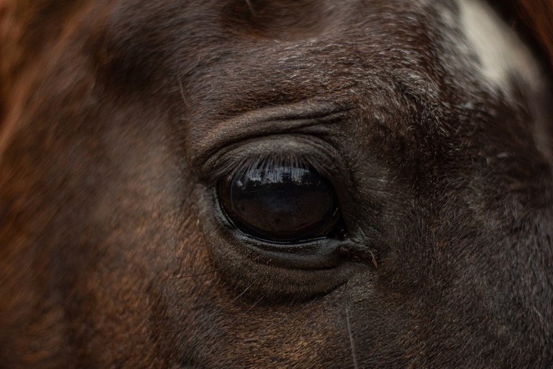 Eye of Dark Brown Horse with White Markings