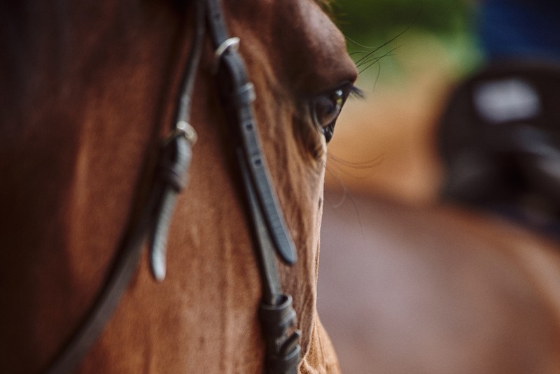 Face of Light Bay Horse Wearing Bridle