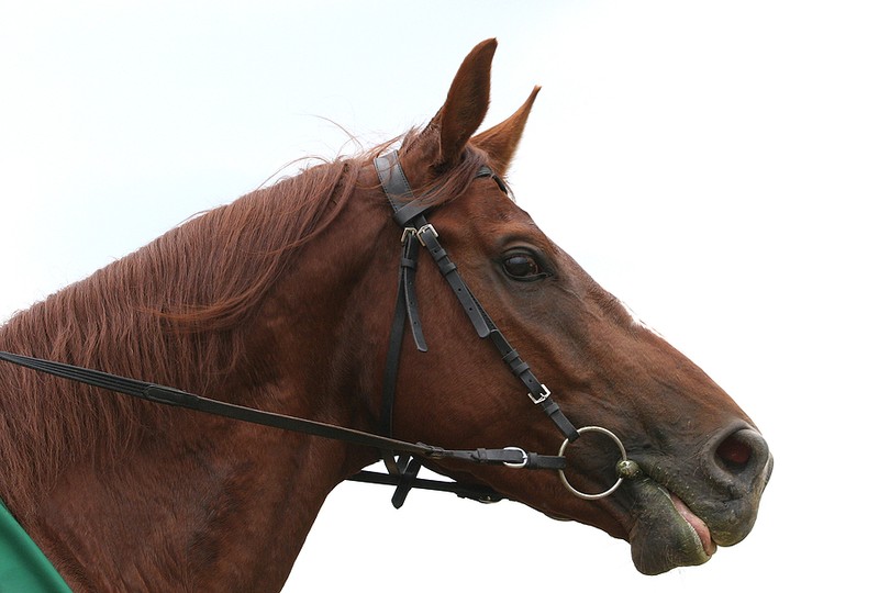Head of Racehorse Against White Background