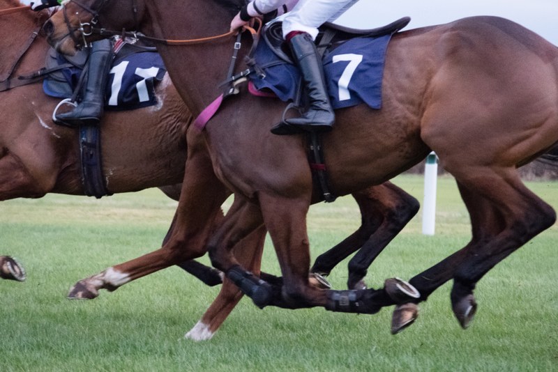 Horse Running with Rounded Action