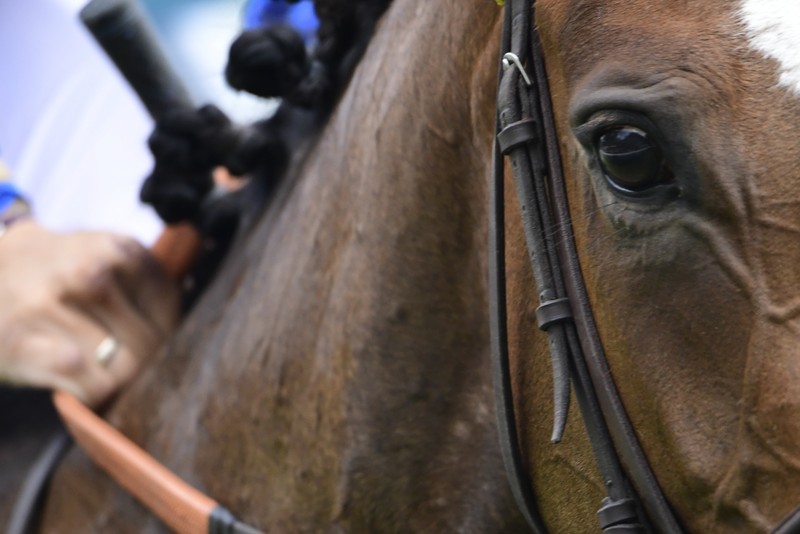 Racehorse with White Markings