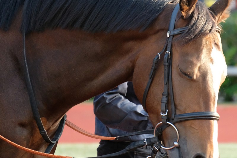 Light Bay Horse with Handler
