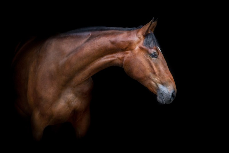 Thoroughbred Horses: From their Origins to Modern Breeding Standards