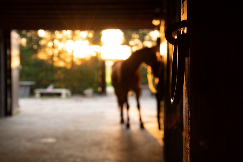 Blurred Horse Outside Stables at Sunset