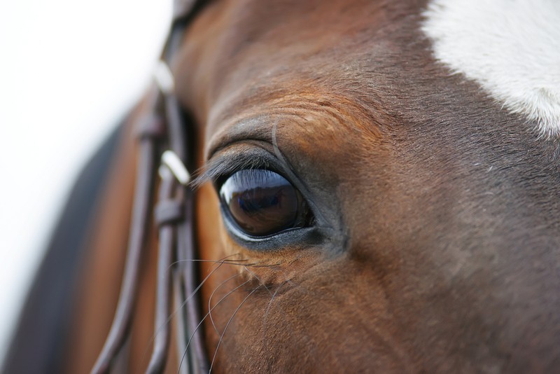 Eye of Horse with White Markings