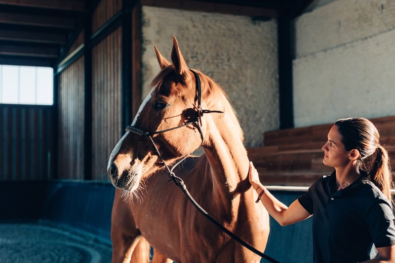 Horse Standing in Stable School