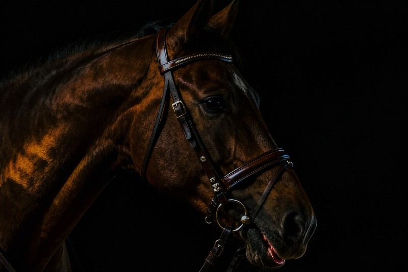 Horse Wearing Bridle in Darkness