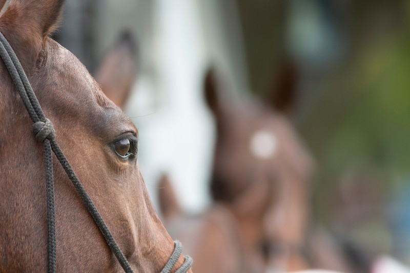 Racehorse Alongside Transporter