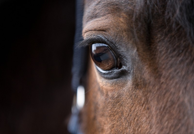 Eye of Bay Horse Close Up Against Black Background