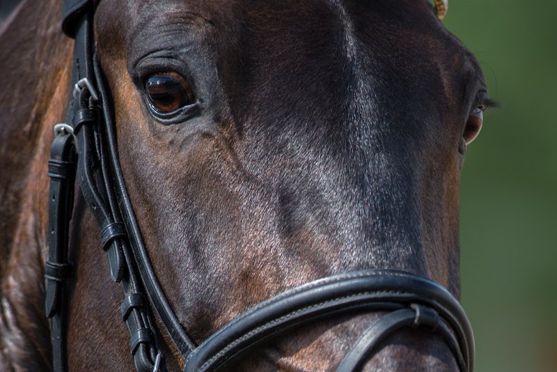 Portrait of Dark Bay Horse Wearing Bridle