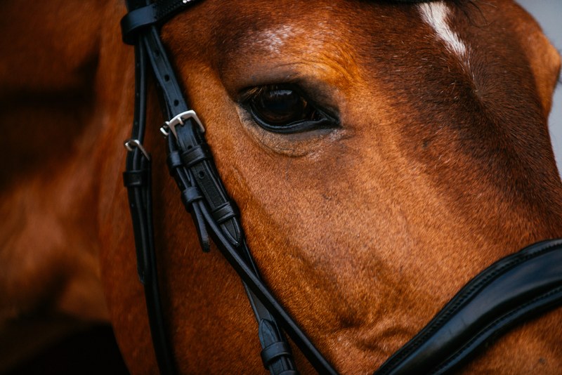 Bob Olinger Bows Out in Style at the Punchestown Festival