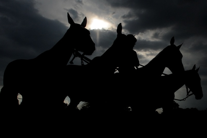 Silhouette of horses