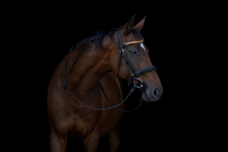 Oasis Dream Heads into Retirement at 26