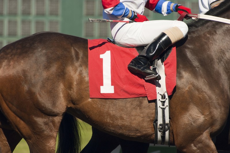 Horse with Number 1 Red Saddle Cloth