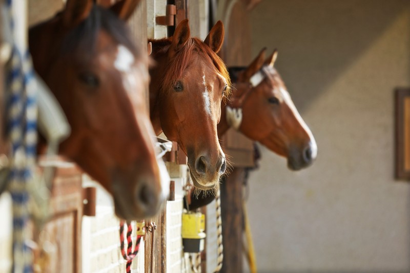 Three Bay Horses in Stables