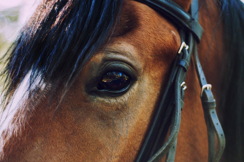 Eye of Bay Horse with Bridle Close Up