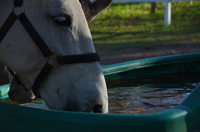 Horse Drinking from Trough