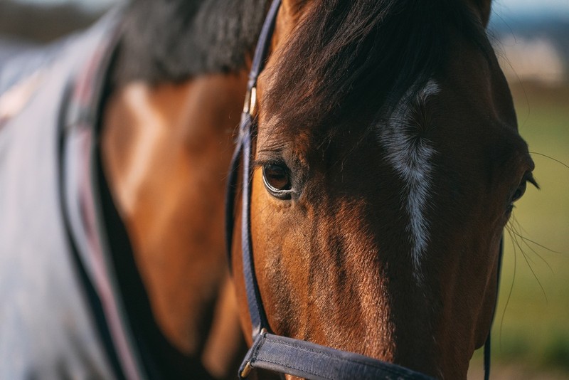 Horse Face Close Up Wearing Rug