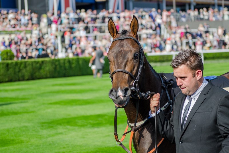 Horse in Ascot Parade Ring