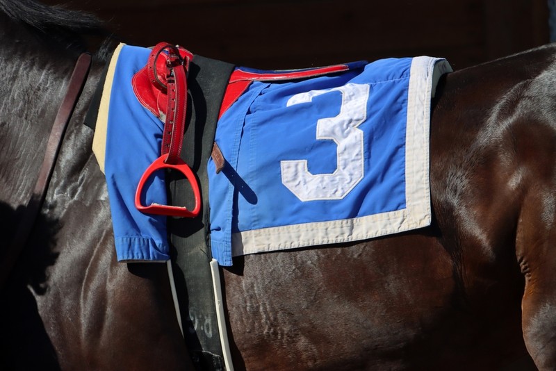 Horse with Blue Number 3 Saddle Cloth