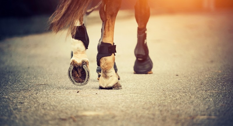 Legs of Horse Walking in Yard