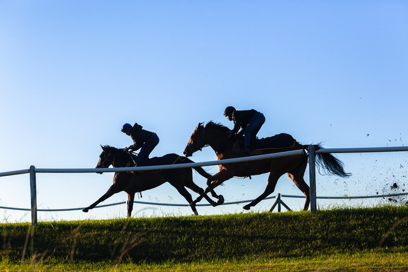 Two Racehorses in Training
